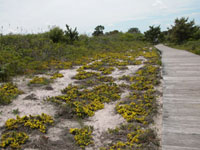Yellow flowers on low-growing beach heather cover the swale beside boardwalk.