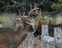 Bucks lock antlers over a split-rail fence.