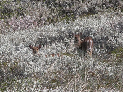 Two deer, which appear to interrupt their grazing, are seen among thick shrubs of beach plum covered with white blossoms.
