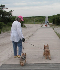 Woman in white long-sleeve shirt walks two small dogs down a wooden boardwalk at Watch Hill.