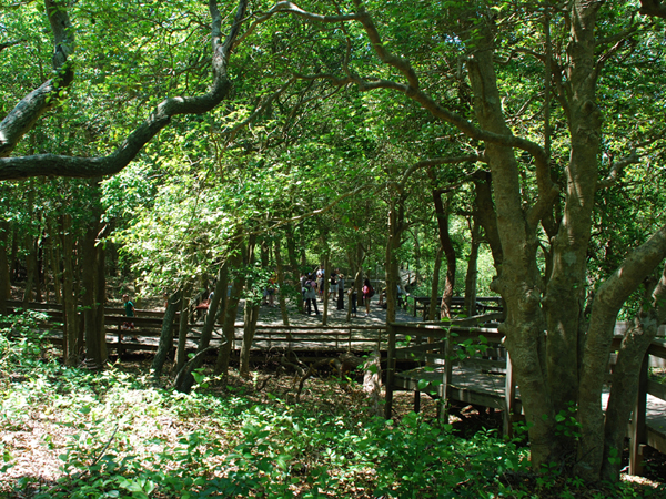 2010-05-31 Ranger Talk in Sunken Forest