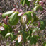 Shiny green leaflets of poison ivy with reddish new growth.