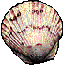 Scallop shell.