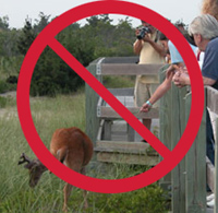 People reach over a rail to feed deer.