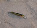 Fishhook on beach.