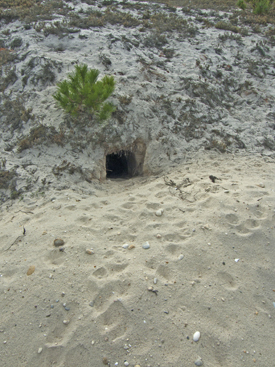 Fox Den