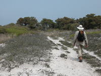 Properly dressed hiker walks down a barely discernable old sand road, with  dune scrub vegetation and low trees and shrubs encroaching on both sides.
