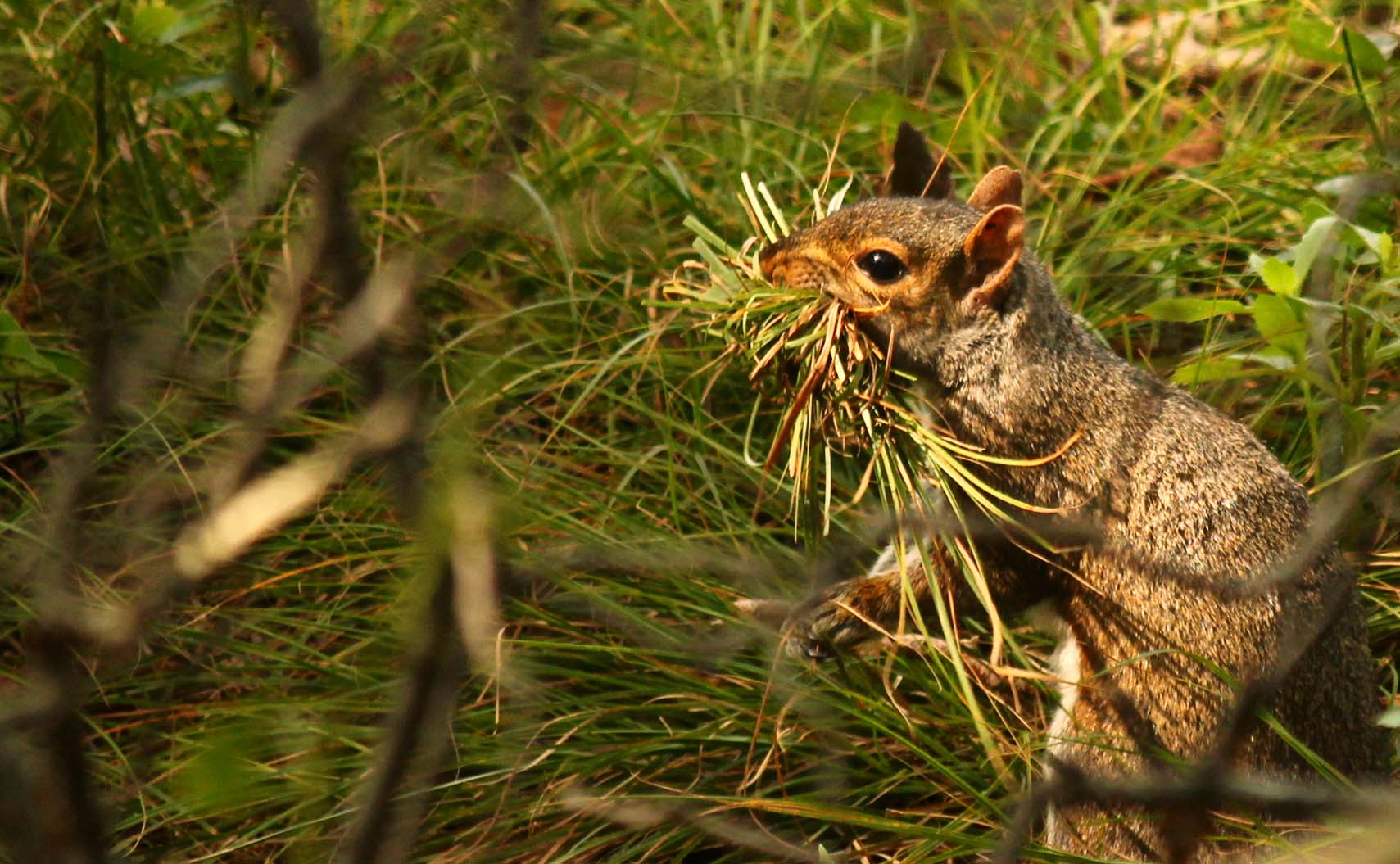 Squirrel with mouthful of grass