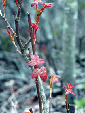 Poison Ivy leaflets on stem