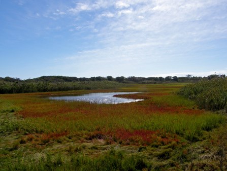 Salicornia turns portions of the salt marsh a brilliant red each autumn.