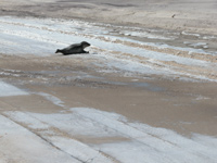 Dark seal lies on snowy beach.