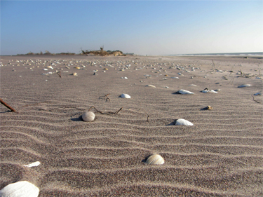 Seashells line the shore