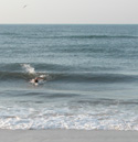 Lone swimmer rides gentle wave to shore.