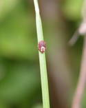 Upside down, a brown dog tick grasps a blade of grass.