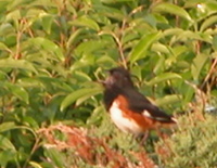 A singing towhee sits on top of shrubs.