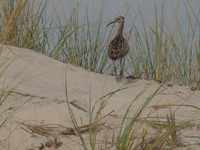 Long-legged shorebird walks over dune through beach grass.