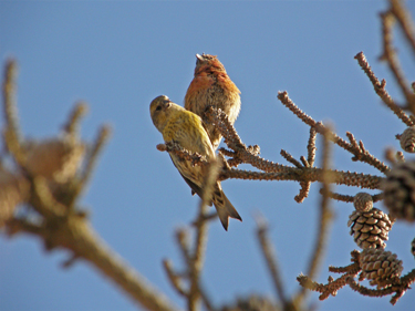 White-winged Crossbills