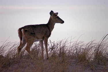 White-tailed deer in Otis Pike Fire Island High Dune Wilderness.