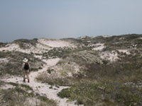 Lone hike is dwarfed behind high barrier island dunes, thinly covered with sparse vegetation.