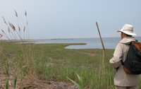 Lone hiker gazes over salt marsh and shoreline.