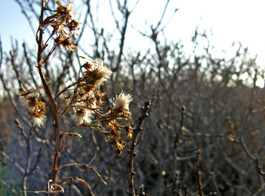Winter Beach Botany