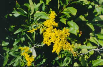 Yellow goldenrod flowers.