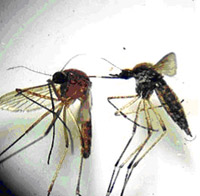 Mosquitoes under microscope.