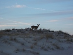 Deer on dune.