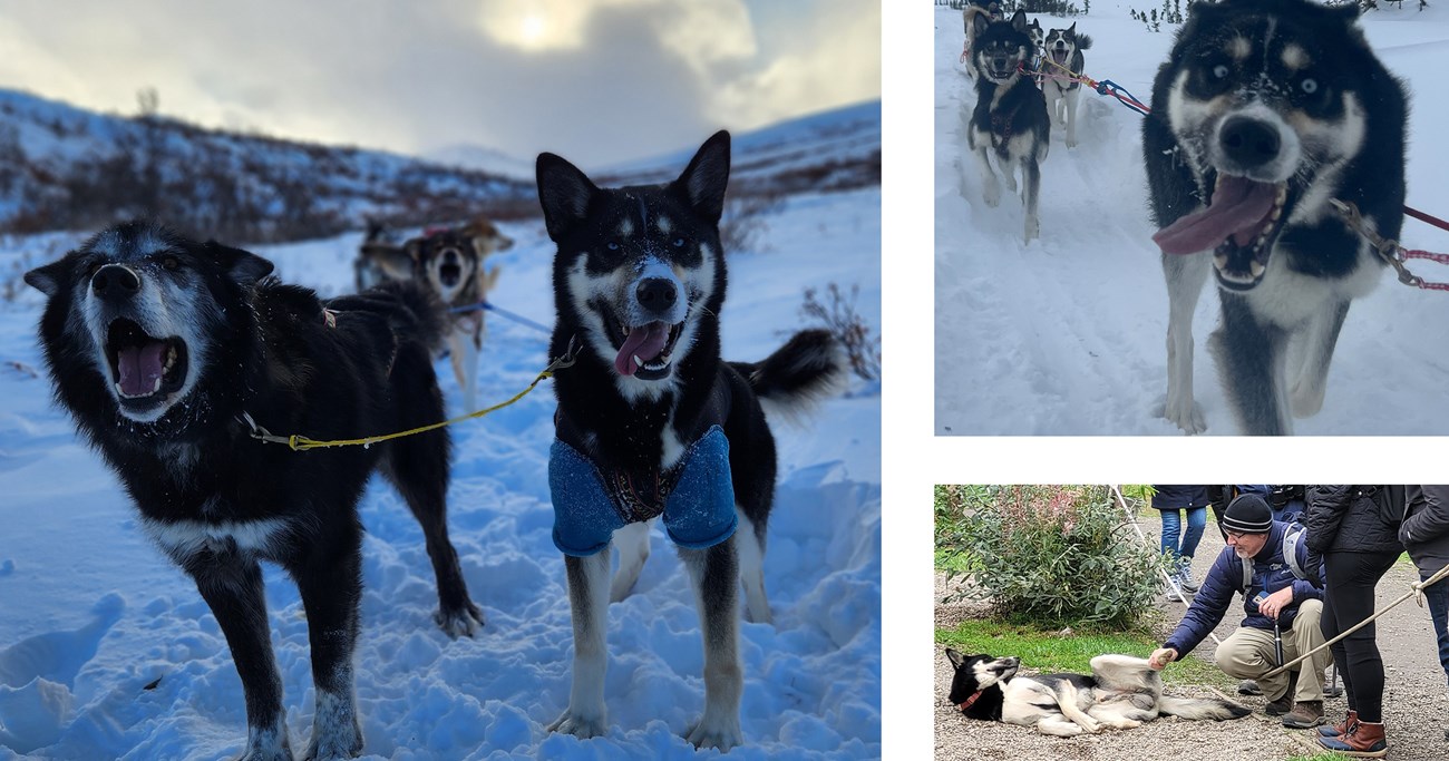 A collage of Blitz the sled dog as an adult
