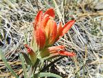 Indian Paintbrush