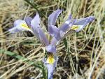 Wild Iris