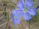 Blue Flax