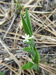 Star Solomon's Seal