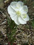 Evening Primrose