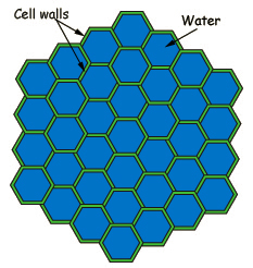 Permineralization - Step 1