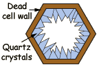 Permineralization - Step 2