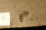 side view of a brown, detailed fossil of a wasp