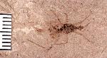 Assassin Bug
