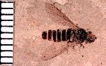 Bee Fly