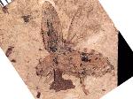 Beetle Fossil