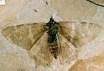 Butterfly Fossil