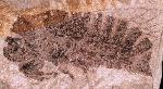 Cicada Fossil
