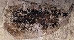 Cockroach Fossil