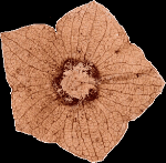 Cocoa Plant Fossil