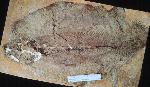 Image of fish fossil