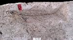 Pirate perch, Trichophanes foliarum