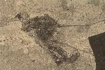 Fossil Shorebird