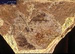 Fossil bird related to modern cuckoos