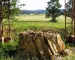 View of grassy meadows and petrified redwood stump