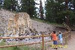 Junior Rangers look at the Big Stump